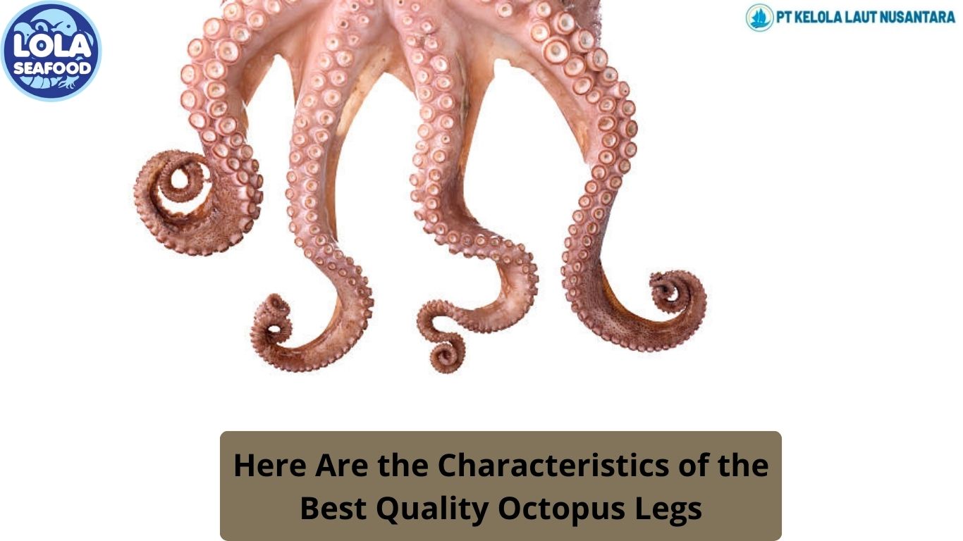 Here Are the Characteristics of the Best Quality Octopus Legs